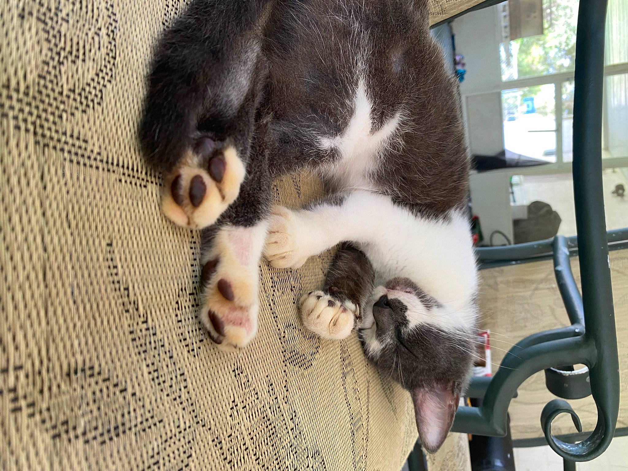 Kitty is registered to the contest to win money with this photo: canidae, carnivore, cat, claw, dog_breed, domestic_short_haired_cat, fawn, felidae, fur, linens, pattern, paw, small_to_medium_sized_cats, snout, sporting_group, tail, terrestrial_animal, vertebrate, whiskers, woven_fabric