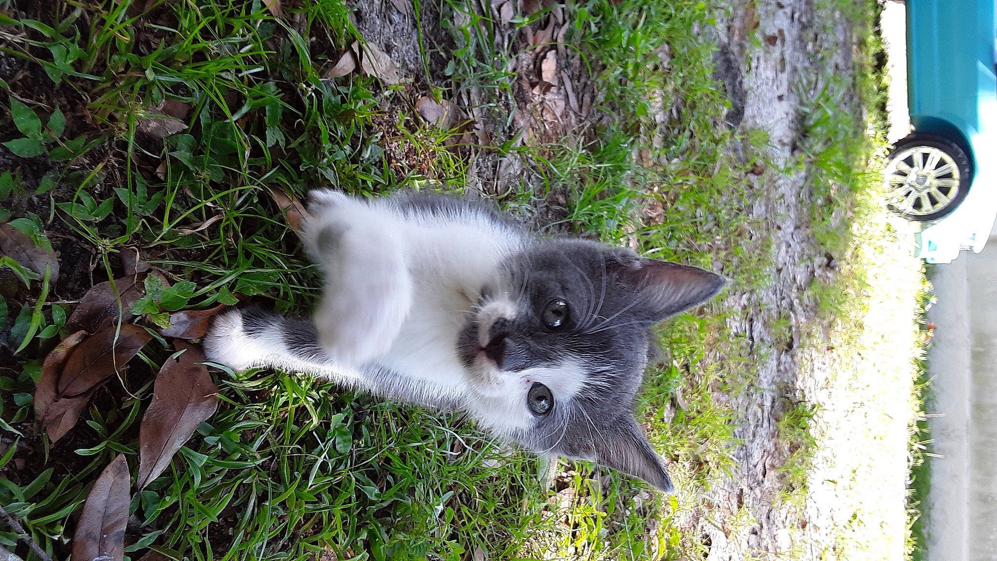 Kitty is registered to the contest to win money with this photo: balinese, carnivore, cat, dog_breed, domestic_short_haired_cat, fawn, felidae, fur, grass, groundcover, plant, small_to_medium_sized_cats, snout, tail, tree, trunk, whiskers, wildlife, window, wood