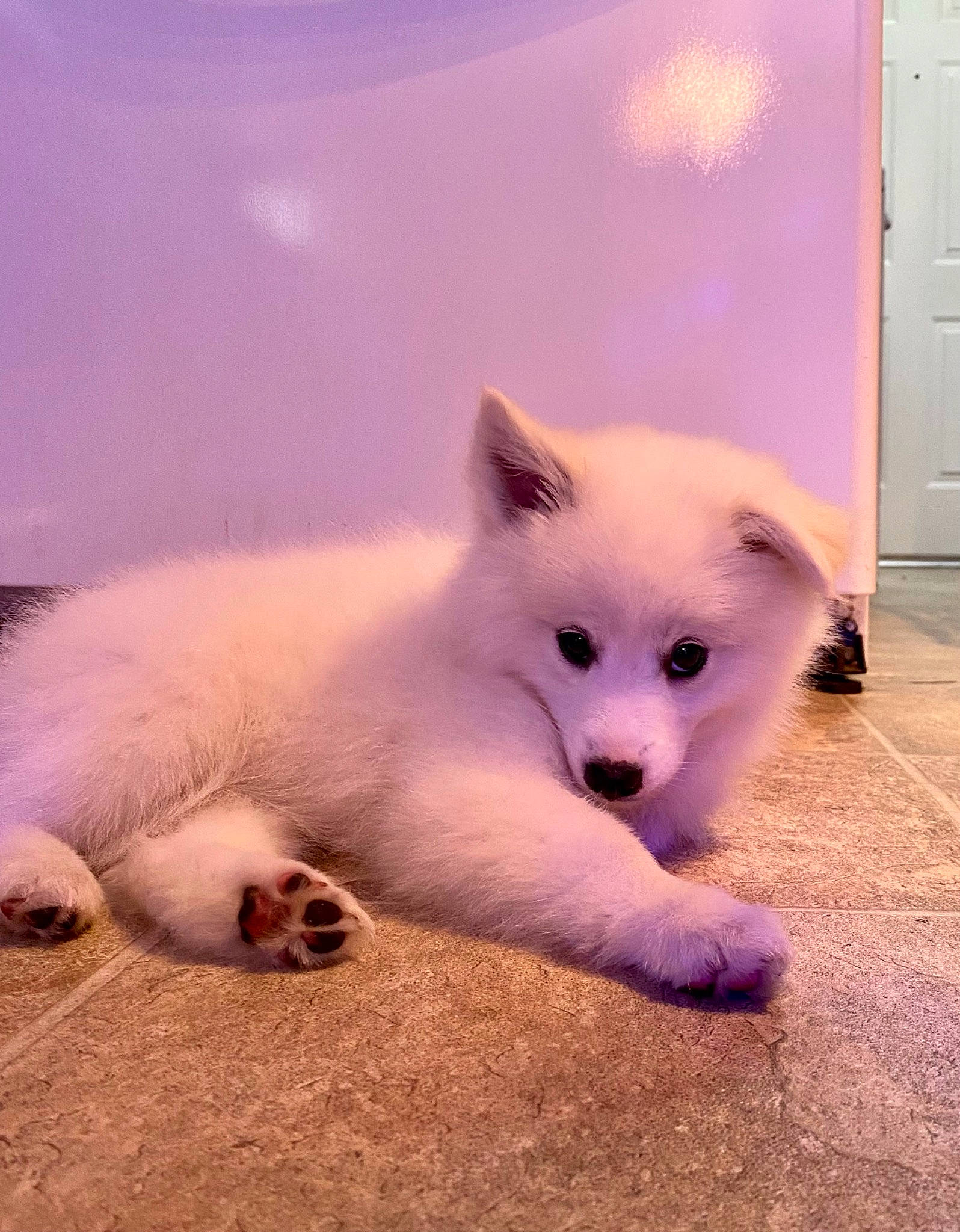 Icarus is registered to the contest to win money with this photo: cabinetry, canidae, carnivore, companion_dog, dog_breed, fawn, felidae, fur, non_sporting_group, paw, samoyed, tail, terrestrial_animal, whiskers