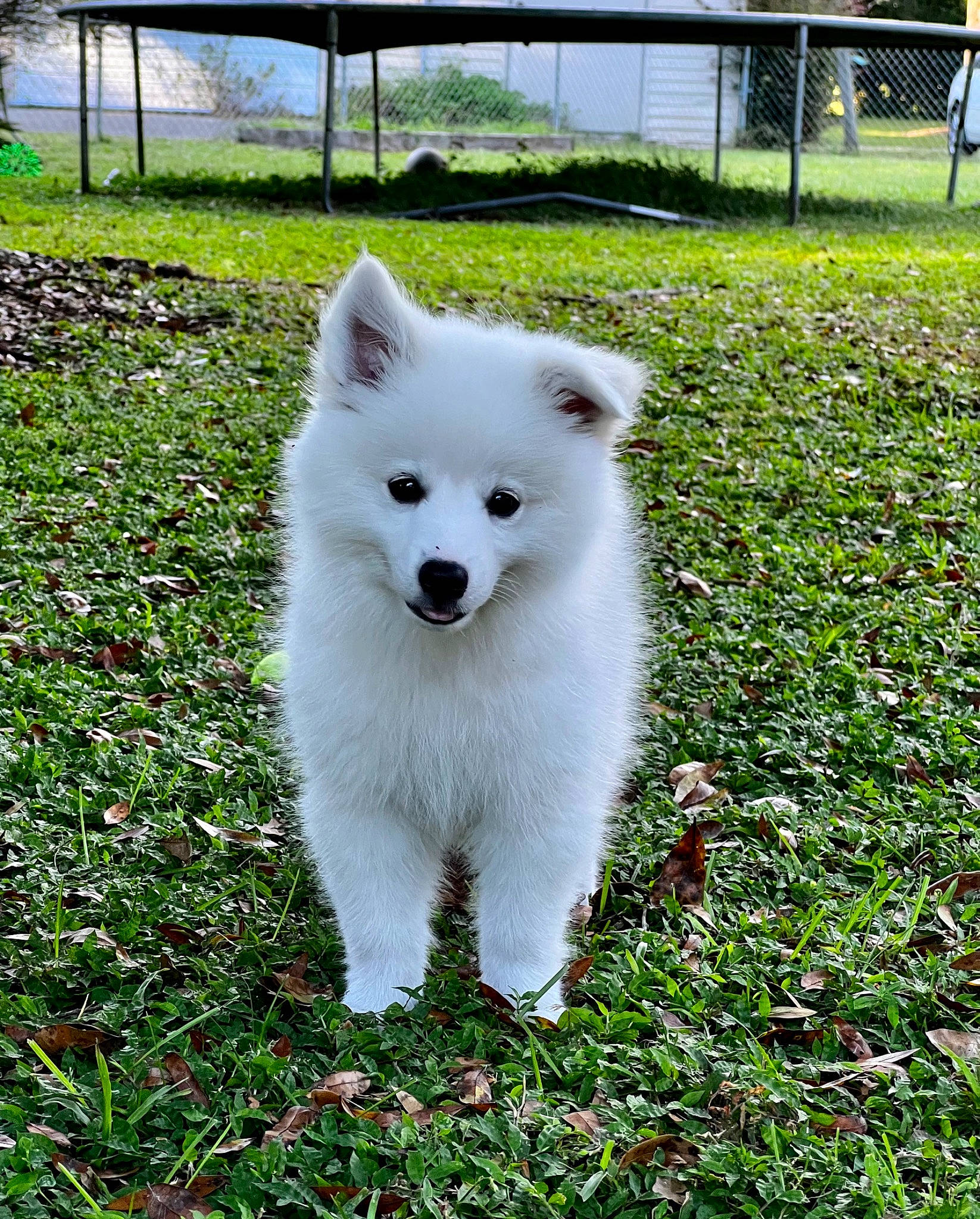 Icarus is registered to the contest to win money with this photo: american_eskimo_dog, ancient_dog_breeds, canidae, carnivore, companion_dog, dog, dog_breed, fence, fur, german_spitz_mittel, grass, groundcover, indian_spitz, plant, snout, spitz, sporting_group, volpino_italiano, working_animal, working_dog