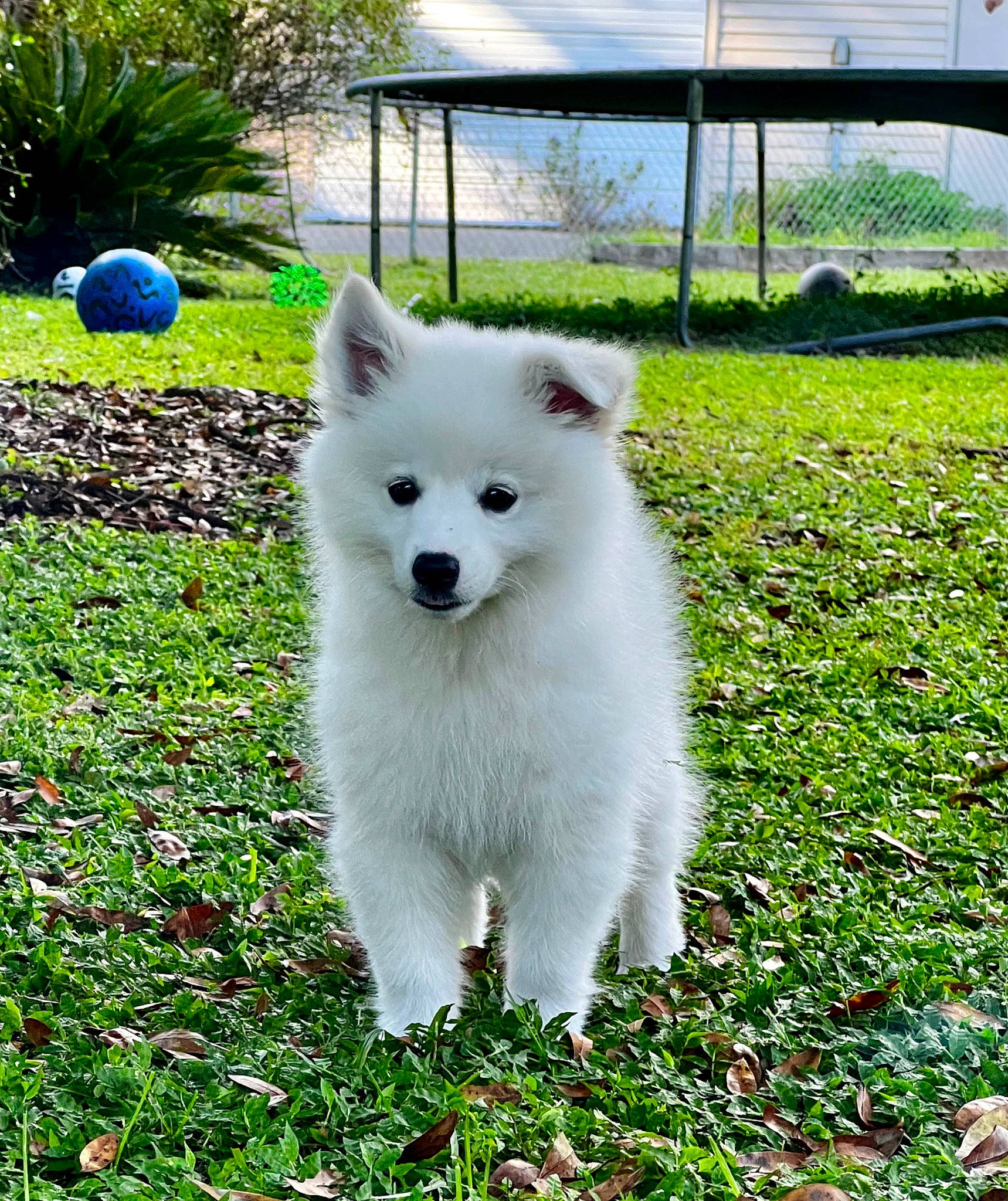 Icarus is registered to the contest to win money with this photo: american_eskimo_dog, ancient_dog_breeds, canidae, carnivore, cloud, companion_dog, dog, dog_breed, grass, groundcover, indian_spitz, japanese_spitz, plant, snout, spitz, sporting_group, tail, tree, volpino_italiano, working_animal