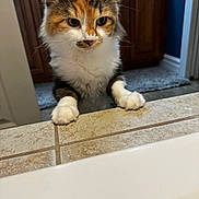 Opal joined the competition — help win amazing prizes! animal, calico, cat, closeup, counter, curious, feline, floor_rug, fur, home, indoor, kitchen, looking, mammal, paws, pet, portrait, tile, whiskers, wooden_cabinet