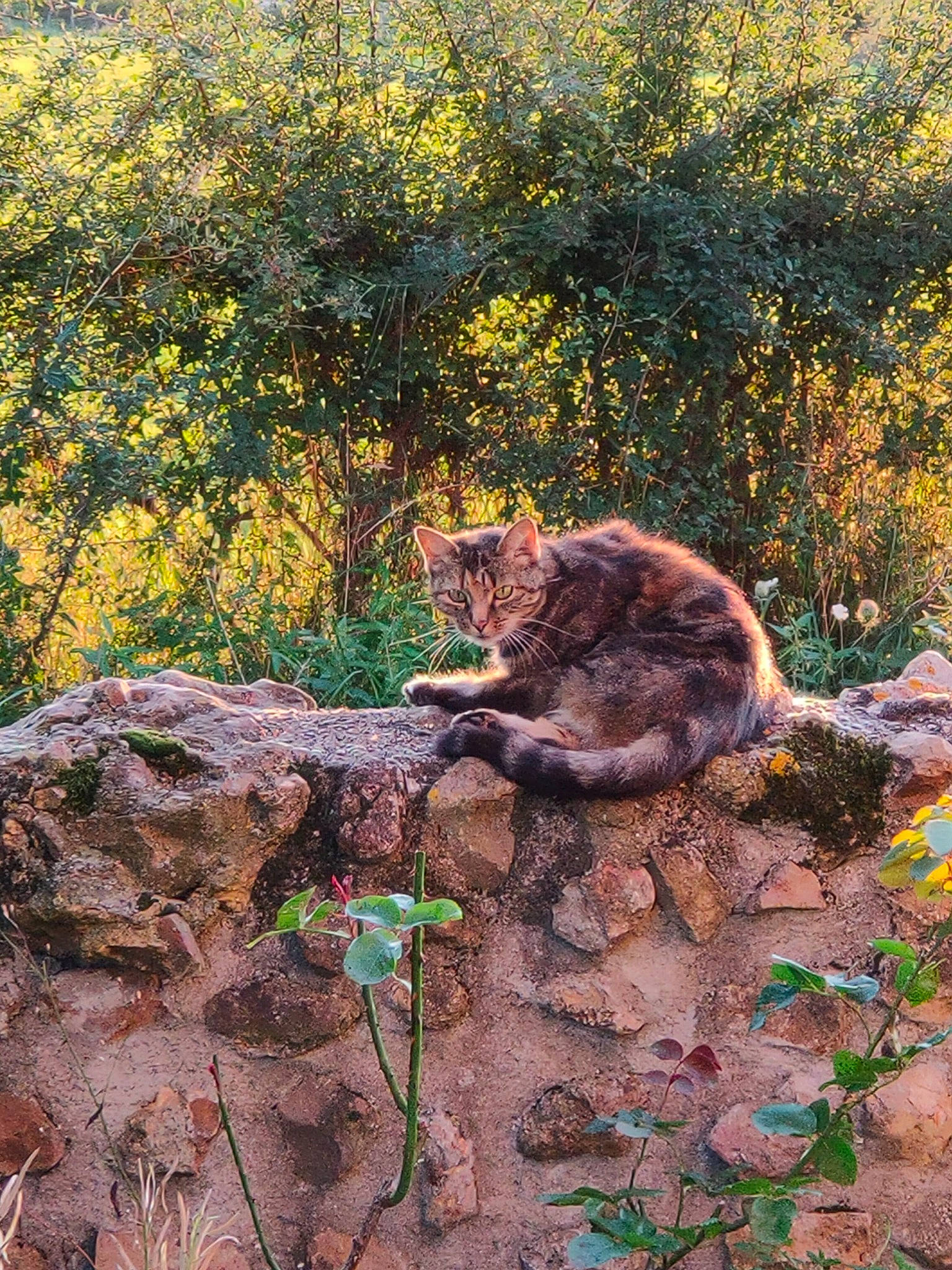 Ficelle a rejoint le concours — aidez-le/la à gagner de superbes lots ! art, bedrock, big_cats, branch, carnivore, cat, deciduous, fawn, felidae, grass, groundcover, landscape, plant, small_to_medium_sized_cats, tail, terrestrial_animal, trunk, whiskers, wildlife, wood