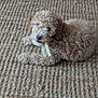 Rupert is registered to the contest to win money with this photo: puppy, dog, curly_fur, chewing, toy, rug, woven_rug, beige, brown, indoor, pet, animal, cute, lying_down, playful, young_dog, floor, texture, cozy, relaxed