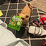 brown_dog, carpet, chewing, clutter, colorful, curled_tail, dog, dog_toy, fabric, floor, green_bag, household_items, indoor, pet, purse, rug, skittles_gummies, small_dog, toy, water_bowl
