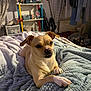 Jazzy is registered to the contest to win money with this photo: bed, blanket, casual, clothing, cozy, curtains, dog, domestic, fabric, furniture, home, indoor, paws, pet, relaxed, resting, room, shelf, small_dog, tan_dog