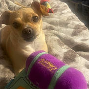 Jazzy joined the competition — help win amazing prizes! animal, bed, blanket, brown_dog, close_up, cozy, curious, cute, dog, fabric, fur, home, indoor, lying_down, pet, plush_toy, relaxing, small_dog, soft_toy, toy_gun