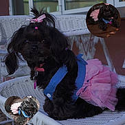 Mamasitah is registered to the contest to win money with this photo: accessory, animal, black_dog, blue_harness, bow, closeup, cute, decor, dog, dog_pose, fashion, fluffy, hair_tie, indoor, pet, pet_clothing, pink_tutu, portrait, small_dog, wicker_chair