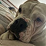 Pépette a rejoint le concours — aidez-le/la à gagner de superbes lots ! animal, bed, bulldog, close_up, cozy, cute, dog, domestic_animal, face, furry, indoor, mammal, nose, paw, pet, relaxing, resting, sleepy, striped_bedspread, wrinkles