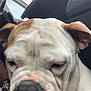Pépette participe au concours pour gagner de l'argent avec cette photo : animal, brown_fur, bulldog, calm, car_interior, close_up, companion, dog, domestic_animal, ears, face, indoors, leash, nose, pet, portrait, sleepy, vehicle, white_fur, wrinkles