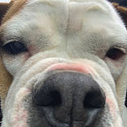 Pépette participe au concours pour gagner de l'argent avec cette photo : animal, brown, canine, close_up, curious, cute, dog, domestic_animal, expression, face, fur, macro, muzzle, nose, pet, portrait, snout, soft, whiskers, white