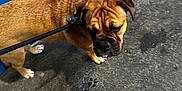 Vénus a rejoint le concours — aidez-le/la à gagner de superbes lots ! dog, leash, concrete, sidewalk, blue_paint, footwear, white_shoe, wrinkled_face, short_fur, outdoor, pet, animal, pavement, walking, collar, street, paw, brown_dog, close_up, daytime