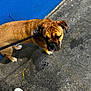 animal, blue_paint, brown_dog, close_up, collar, concrete, daytime, dog, footwear, leash, outdoor, pavement, paw, pet, short_fur, sidewalk, street, walking, white_shoe, wrinkled_face