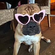 Vénus participe au concours pour gagner de l'argent avec cette photo : dog, sunglasses, heart_shaped_glasses, indoor, wooden_floor, wicker_chair, pet, brown_dog, cute, funny, animal, canine, sitting, accessory, home_interior, floor, table, furniture, portrait, close_up