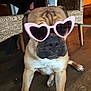 dog, sunglasses, heart_shaped_glasses, indoor, wooden_floor, wicker_chair, pet, brown_dog, cute, funny, animal, canine, sitting, accessory, home_interior, floor, table, furniture, portrait, close_up
