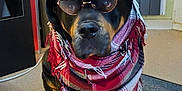 Neiko a rejoint le concours — aidez-le/la à gagner de superbes lots ! accessory, animal, black, brown, calm, cozy, cute, dog, fashion, fedora, floor, hat, indoor, paws, pet, portrait, rottweiler, scarf, sitting, sunglasses