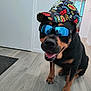 Neiko a rejoint le concours — aidez-le/la à gagner de superbes lots ! accessory, animal, black_and_tan, cap, casual, colorful, dog, floor, happy, indoor, people_reflection, pet, portrait, reflection, rottweiler, seated, smiling, sunglasses, tongue_out, wooden_floor