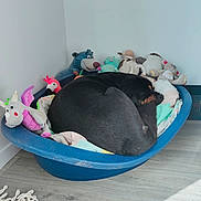 Neiko a rejoint le concours — aidez-le/la à gagner de superbes lots ! bear, bed, black_dog, blanket, corner, cozy, curled_up, dog, flamingo, flooring, indoor, pet, plastic_bed, quiet, resting, sleeping, stuffed_toys, toys, unicorn, wood_floor