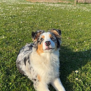 Vita participe au concours pour gagner de l'argent avec cette photo : dog, grass, flower, outdoor, sunlight, canine, pet, nature, animal, field, fur, laying_down, white, brown, black, ears, nose, house, tree, daytime