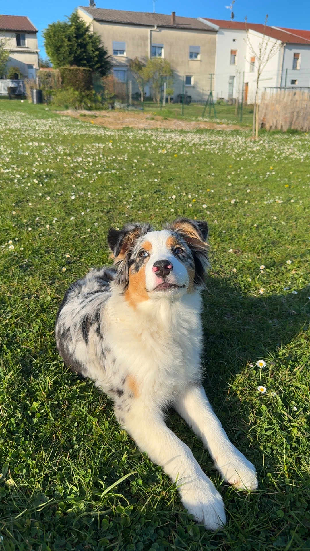 Vita participe au concours pour gagner de l'argent avec cette photo : dog, grass, flower, outdoor, sunlight, canine, pet, nature, animal, field, fur, laying_down, white, brown, black, ears, nose, house, tree, daytime