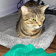 Fredward is registered to the contest to win money with this photo: cat, tabby_cat, pet_bed, gray, yellow_eyes, christmas_tree, christmas_lights, green_cloth, wooden_floor, indoor, cozy, festive, animal, fur, whiskers, ears, relaxed, looking_away, floor, home