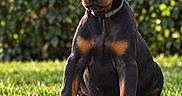 Zeus a rejoint le concours — aidez-le/la à gagner de superbes lots ! dog, puppy, doberman, black_and_tan, sitting, outdoor, garden, grass, lawn, portrait, pet, canine, collar, floppy_ears, short_hair, alert, front_facing, sunlight, greenery, animal_photography