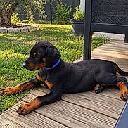 Zeus participe au concours pour gagner de l'argent avec cette photo : dog, puppy, rottweiler, black_and_tan, lying_down, outdoor, backyard, garden, deck, wooden_floor, blue_collar, portrait, pet, animal, relaxed, sunlight, grass, potted_plant, patio_furniture, close_up
