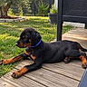 dog, puppy, rottweiler, black_and_tan, lying_down, outdoor, backyard, garden, deck, wooden_floor, blue_collar, portrait, pet, animal, relaxed, sunlight, grass, potted_plant, patio_furniture, close_up