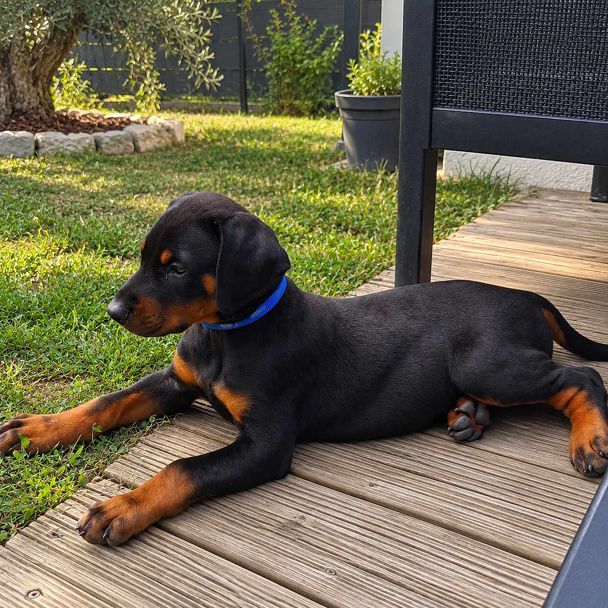 Zeus