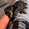 Zeus participe au concours pour gagner de l'argent avec cette photo : puppy, dog, sleeping, black_and_tan, doberman, pet, lap, person, indoor, couch, relaxed, nap, cozy, animal, paws, floppy_ears, short_hair, companion, closeup, cute