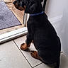 Zeus a rejoint le concours — aidez-le/la à gagner de superbes lots ! puppy, dog, black_and_tan, sitting, indoors, doorway, open_door, blue_collar, tile_floor, brick_wall, wooden_deck, mat, home, pet, animal, tail, paws, short_fur, looking_outside, portrait
