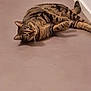 cat, tabby, lying_down, indoor, floor, wall, corner, pet, animal, striped, fur, whiskers, ears, eyes, curious, domestic, mammal, relaxed, side_view, closeup