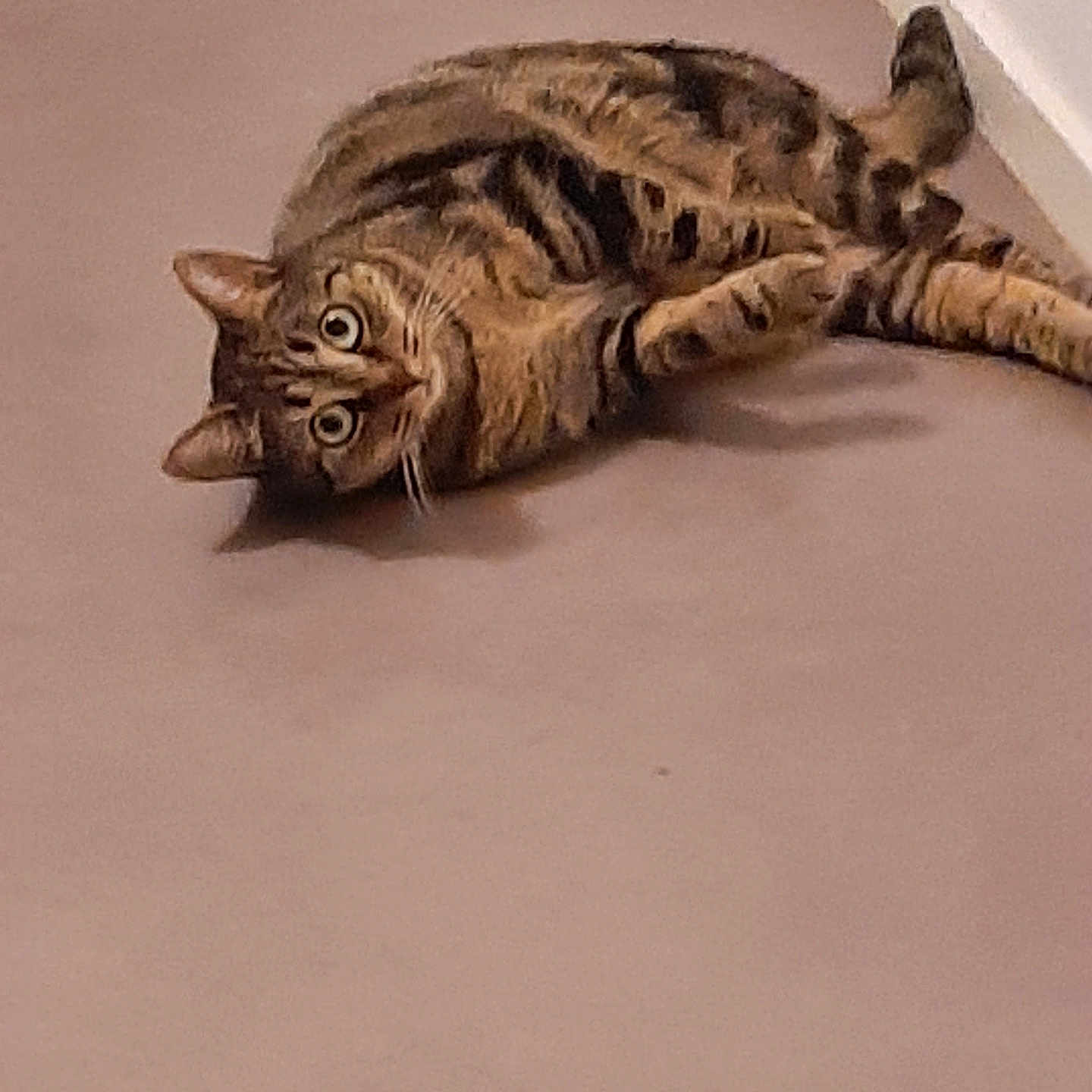 Maya a rejoint le concours — aidez-le/la à gagner de superbes lots ! animal, cat, closeup, corner, curious, domestic, ears, eyes, floor, fur, indoor, lying_down, mammal, pet, relaxed, side_view, striped, tabby, wall, whiskers