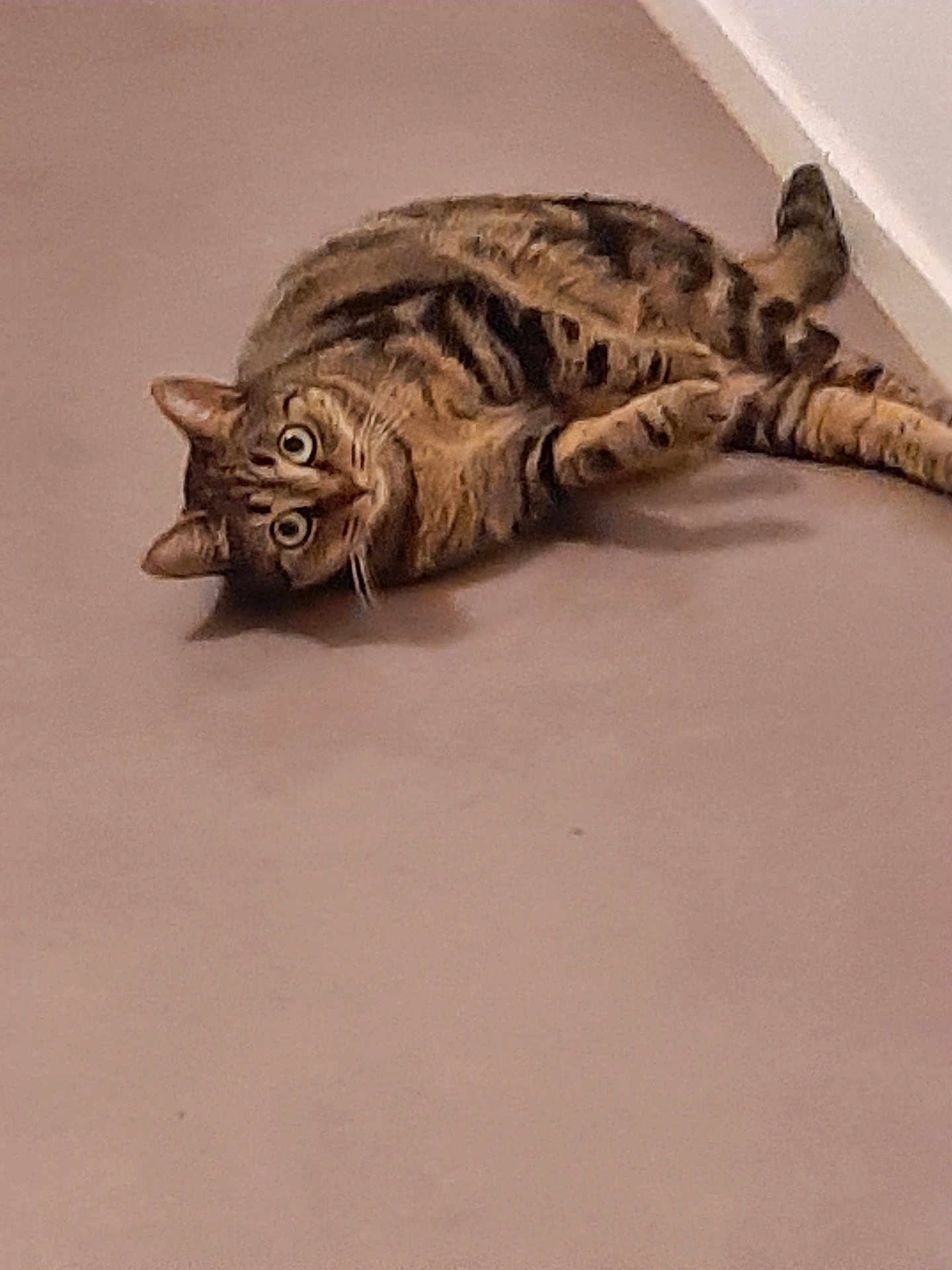 Maya a rejoint le concours — aidez-le/la à gagner de superbes lots ! cat, tabby, lying_down, indoor, floor, wall, corner, pet, animal, striped, fur, whiskers, ears, eyes, curious, domestic, mammal, relaxed, side_view, closeup