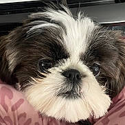 Taffer Hawk joined the competition — help win amazing prizes! dog, close_up, black_and_white, fluffy, pet, cute, animal, face, fur, resting, pink_blanket, soft_texture, indoors, portrait, small_dog, adorable, snout, whiskers, ears, eyes