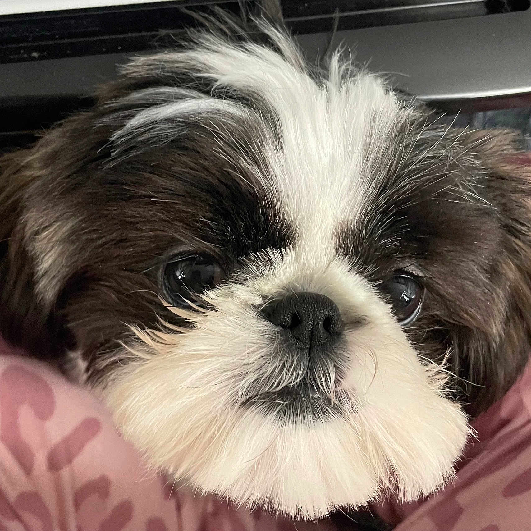 Taffer Hawk joined the competition — help win amazing prizes! adorable, animal, black_and_white, close_up, cute, dog, ears, eyes, face, fluffy, fur, indoors, pet, pink_blanket, portrait, resting, small_dog, snout, soft_texture, whiskers