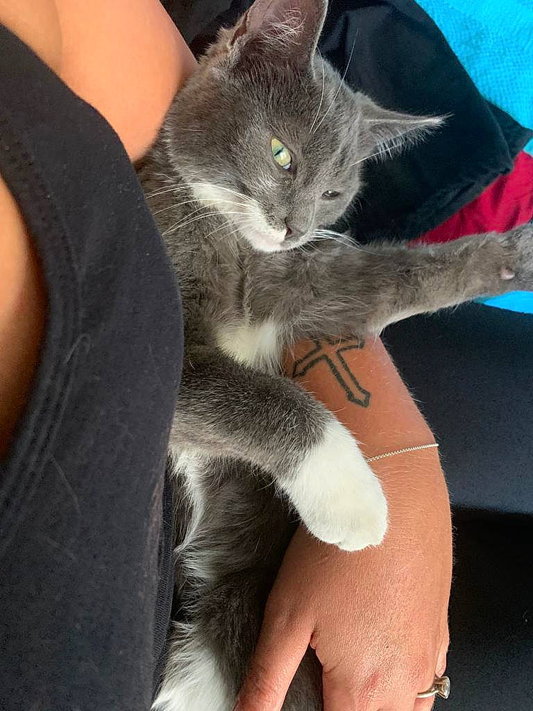 Mitsu participe au concours pour gagner de l'argent avec cette photo : arm, asian, carnivore, cat, chartreux, claw, domestic_short_haired_cat, felidae, fur, german_rex, hand, kitten, korat, leg, mammal, nebelung, polydactyl_cat, russian_blue, small_to_medium_sized_cats, whiskers