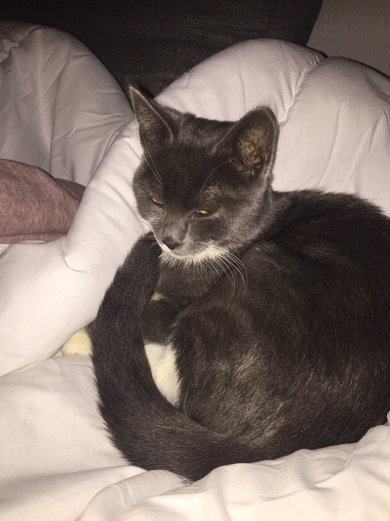 Mitsu participe au concours pour gagner de l'argent avec cette photo : asian, black_and_white, black_cat, burmese, carnivore, cat, comfort, domestic_short_haired_cat, ear, felidae, fur, kitten, korat, mammal, nap, russian_blue, small_to_medium_sized_cats, tail, whiskers