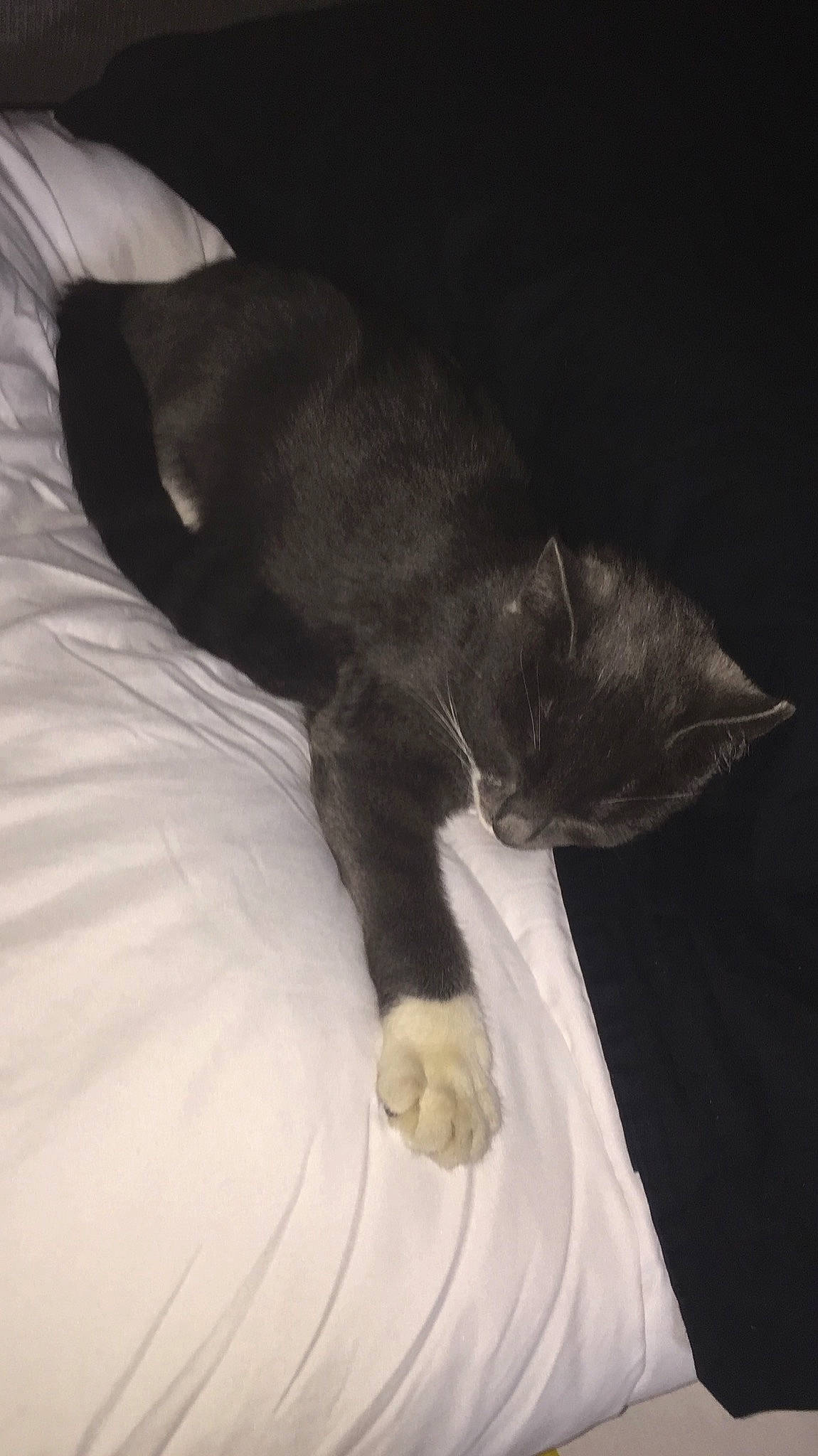 Mitsu a rejoint le concours — aidez-le/la à gagner de superbes lots ! black, black_cat, carnivore, cat, felidae, fur, kitten, norwegian_forest_cat, polydactyl_cat, small_to_medium_sized_cats, tail, whiskers, white