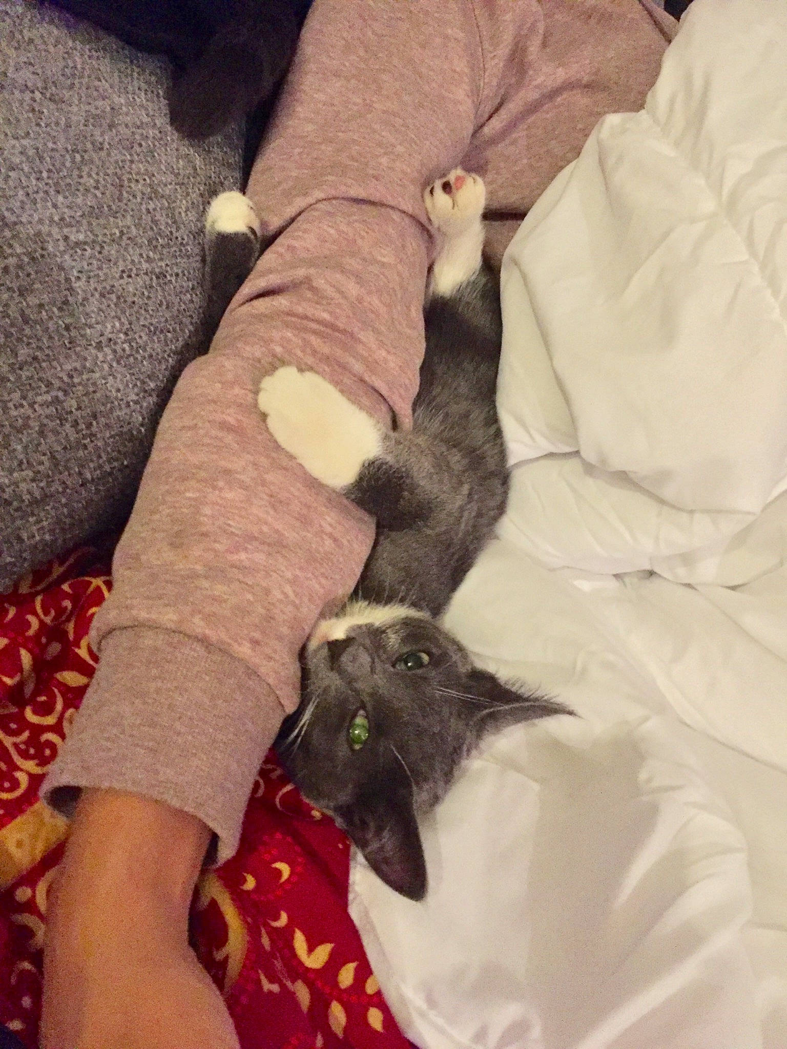 Mitsu a rejoint le concours — aidez-le/la à gagner de superbes lots ! black_cat, carnivore, cat, claw, domestic_short_haired_cat, felidae, german_rex, havana_brown, kitten, leg, oriental_longhair, russian_blue, small_to_medium_sized_cats, tail, whiskers