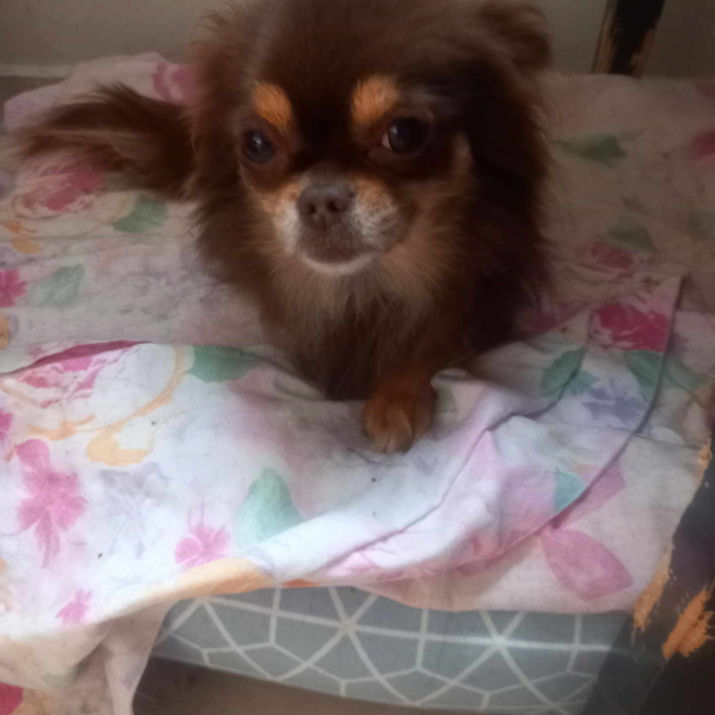 Guyamo a rejoint le concours — aidez-le/la à gagner de superbes lots ! animal, bed, bedroom, blanket, canine, chihuahua, cockerspaniel, couch, cushion, dog, eskimodog, furniture, homedecor, indoors, linen, papillon, pet, puppy, room, towel