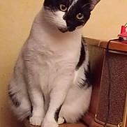 Lily participe au concours pour gagner de l'argent avec cette photo : beige_wall, black_and_white_cat, cat, curious, domestic_animal, ears, feline, furniture, green_eyes, home, indoor, paws, pet, portrait, power_cord, sitting, speaker, table_edge, whiskers, wooden_table