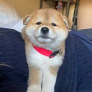 Uranus participe au concours pour gagner de l'argent avec cette photo : accessories, animal, bed, bedroom, canine, couch, dog, eskimodog, face, furniture, head, husky, indoors, interiordesign, person, pet, photography, portrait, puppy, room