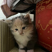 Salameche participe au concours pour gagner de l'argent avec cette photo : abyssinian, animal, architecture, box, building, cat, chair, couch, cushion, furniture, homedecor, indoors, interiordesign, kitten, livingroom, manx, pet, room, siamese, wood
