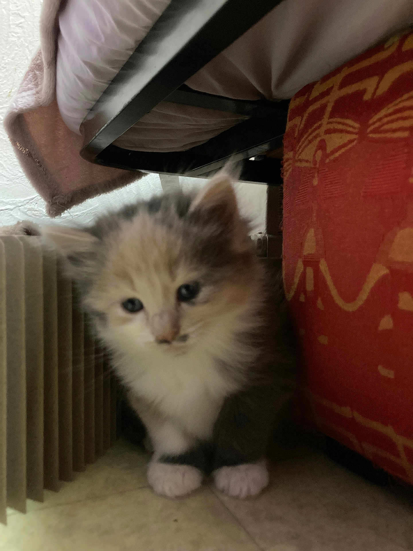 Salameche participe au concours pour gagner de l'argent avec cette photo : abyssinian, animal, architecture, box, building, cat, chair, couch, cushion, furniture, homedecor, indoors, interiordesign, kitten, livingroom, manx, pet, room, siamese, wood