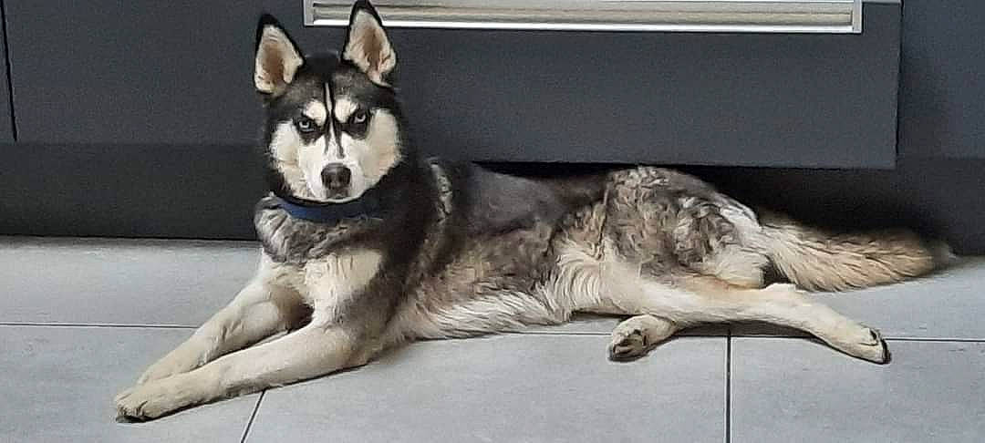 Zora a rejoint le concours — aidez-le/la à gagner de superbes lots ! ancient_dog_breeds, canidae, canis, carnivore, comfort, companion_dog, dog, dog_breed, fur, grey, paw, sled_dog, snout, sporting_group, tail, terrestrial_animal, whiskers, wildlife, working_animal, working_dog