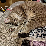 Telma is registered to the contest to win money with this photo: cat, tabby, sleeping, curled_up, blanket, gray_surface, soft_toy, indoor, cozy, pet, fur, whiskers, paws, relaxed, napping, feline, home, resting, cute, animal