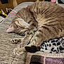cat, tabby, sleeping, curled_up, blanket, gray_surface, soft_toy, indoor, cozy, pet, fur, whiskers, paws, relaxed, napping, feline, home, resting, cute, animal