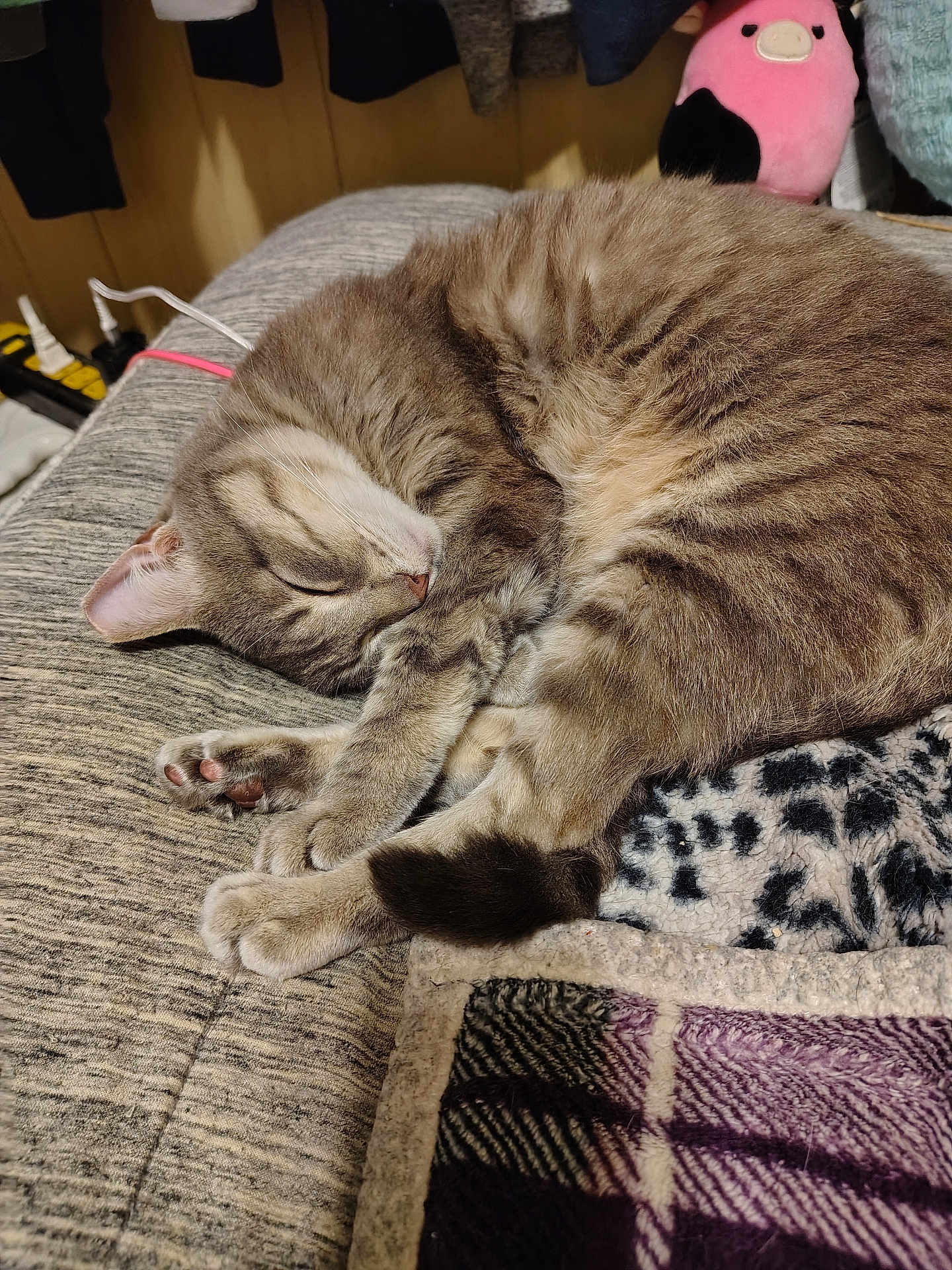 Telma is registered to the contest to win money with this photo: cat, tabby, sleeping, curled_up, blanket, gray_surface, soft_toy, indoor, cozy, pet, fur, whiskers, paws, relaxed, napping, feline, home, resting, cute, animal