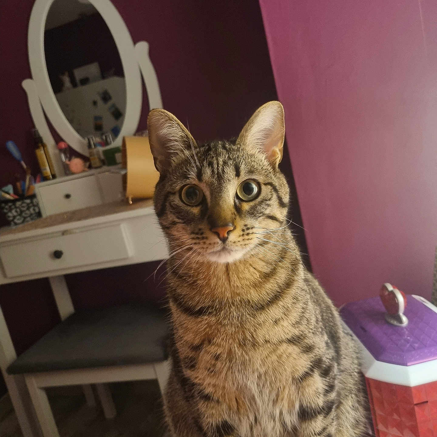 Milo participe au concours pour gagner de l'argent avec cette photo : abyssinian, animal, architecture, building, cabinet, cat, desk, drawer, furniture, hardwood, indoors, interiordesign, livingroom, manx, person, pet, plywood, room, table, wood